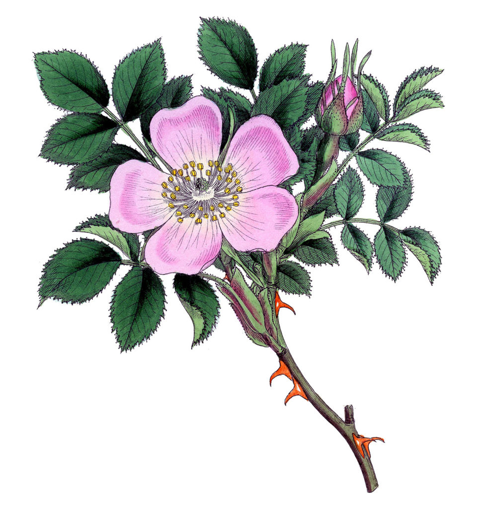 Wild Rose Image Pink