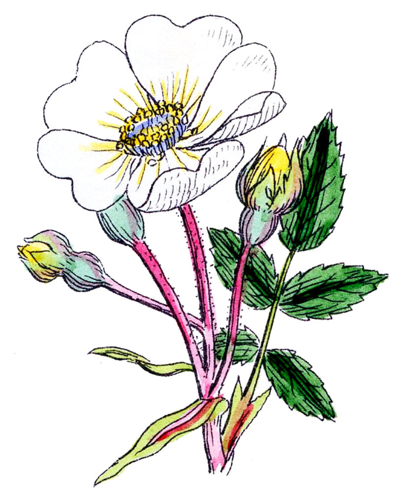 white wild rose image