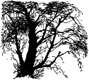 Willow Tree Image