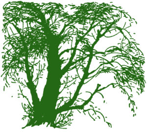 Green Willow Tree Clipart