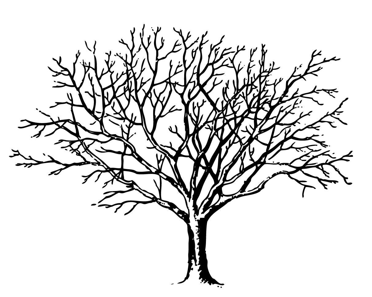 Winter Tree no Leaves Clipart