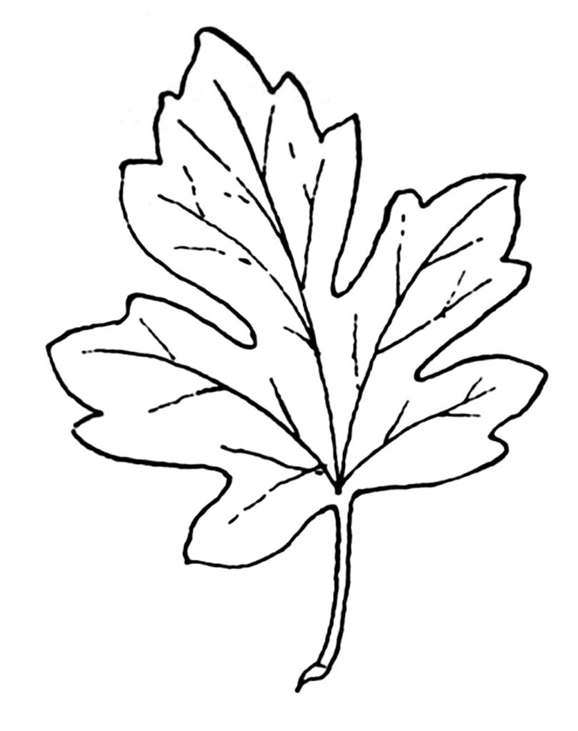 vintage black white maple leaf illustration