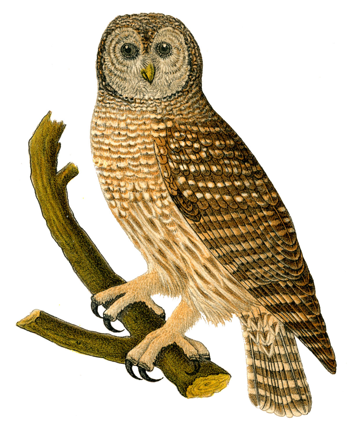 owl writing clip art