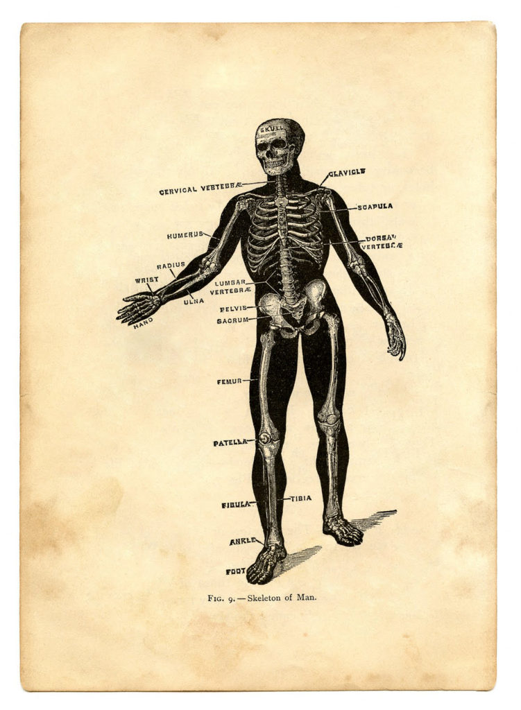 skeleton sepia anatomy image