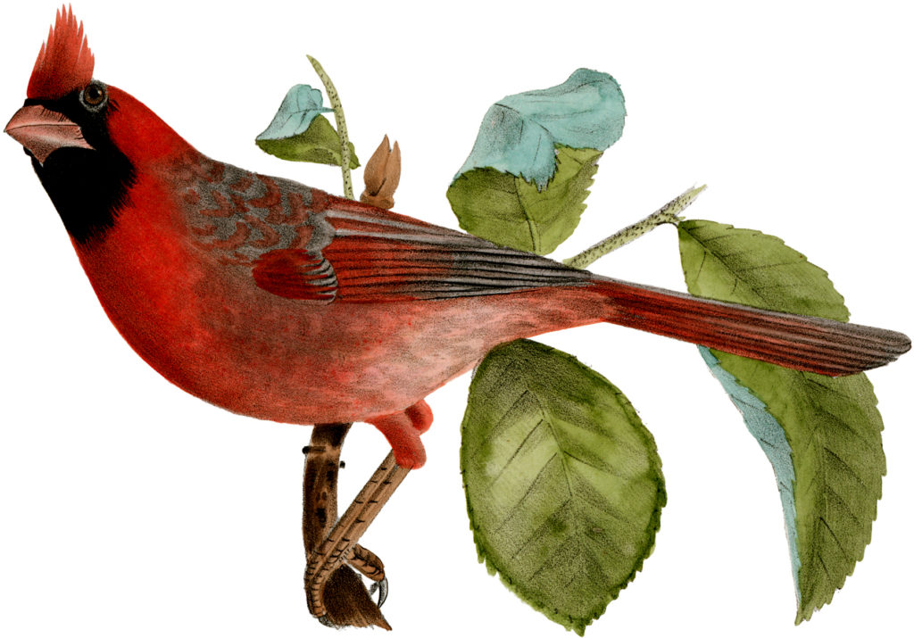 beautiful cardinal leaves image