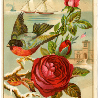 Red Rose Bird Robin Ships Illustration