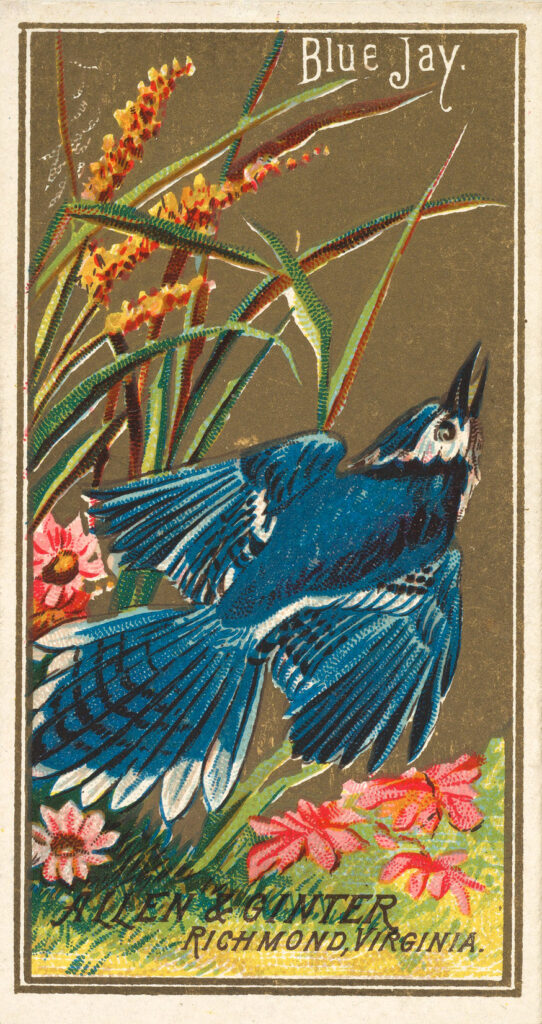 Blue Jay Image on ad card