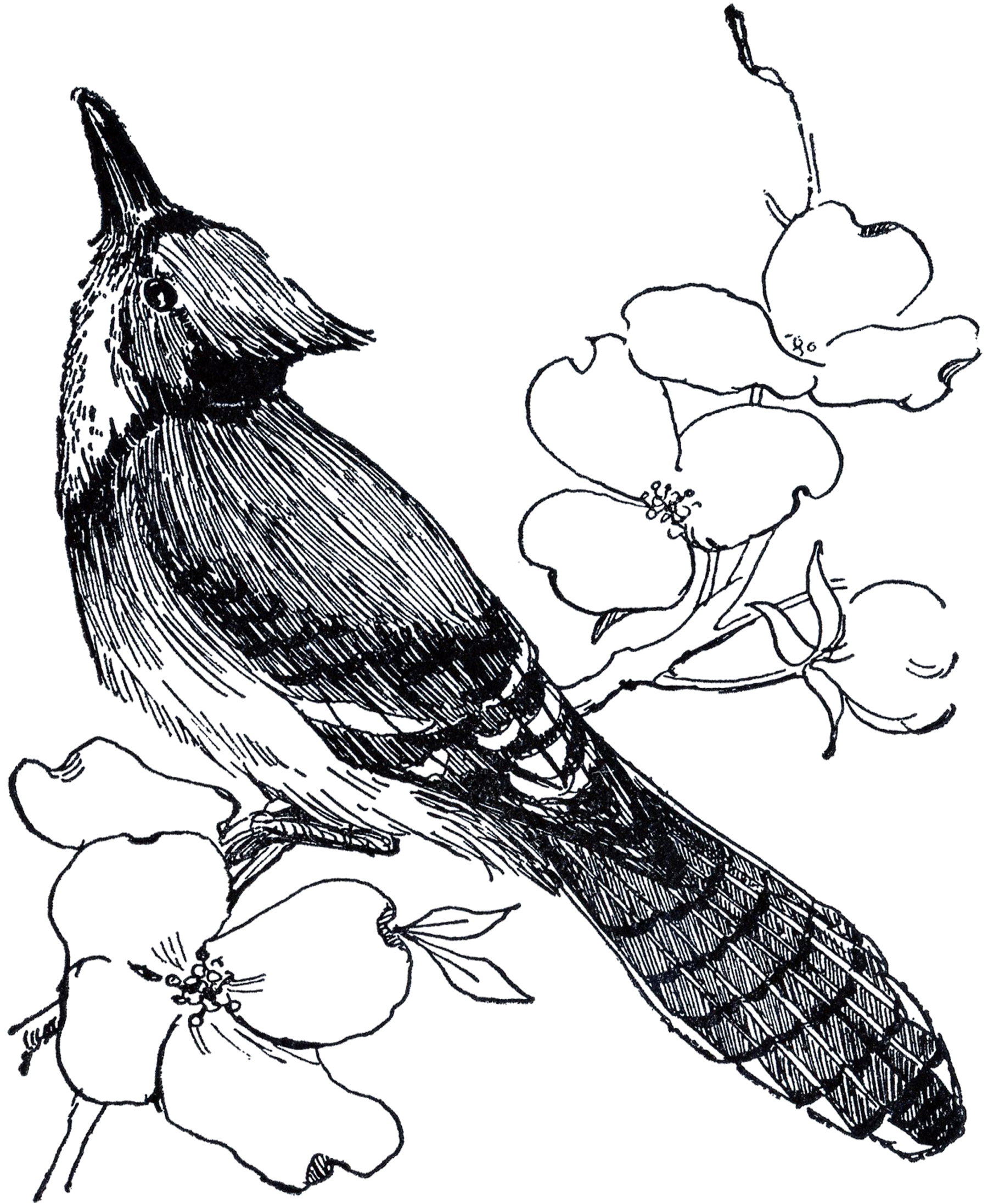 BLACK AND WHITE BLUE JAY Art Print