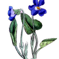 Blue Violets Vintage Image