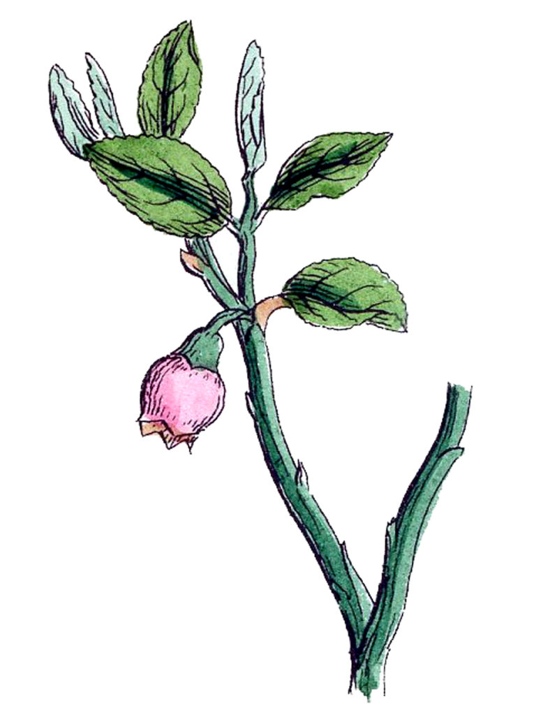 Botanical Wild Bell Flowers Illustration