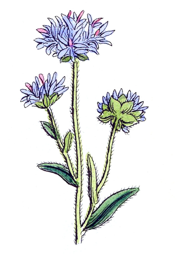 Vintage Botanical Flowers Clipart