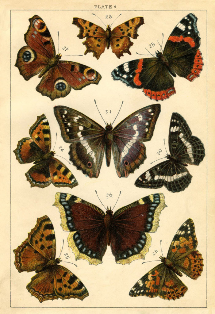 Vintage Butterflies Moths Illustration