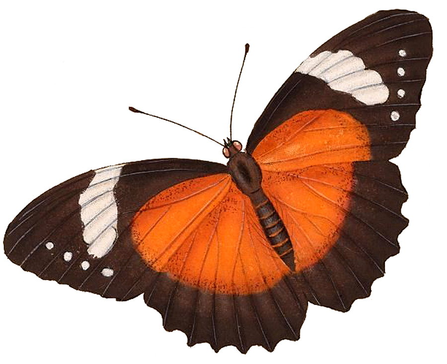 Orange and Black Butterfly Image