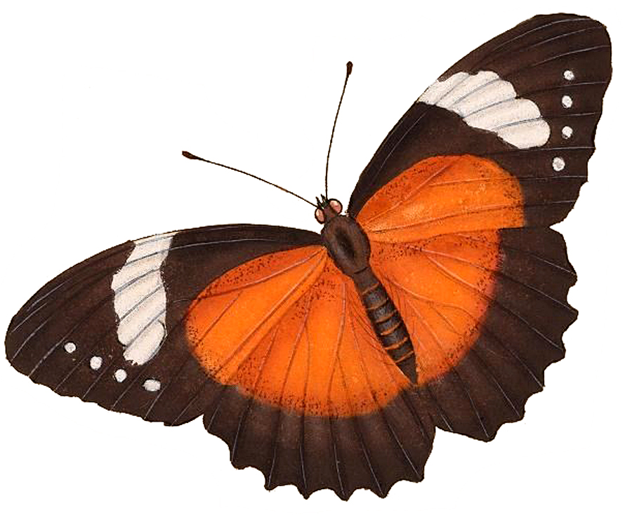 orange and black butterfly