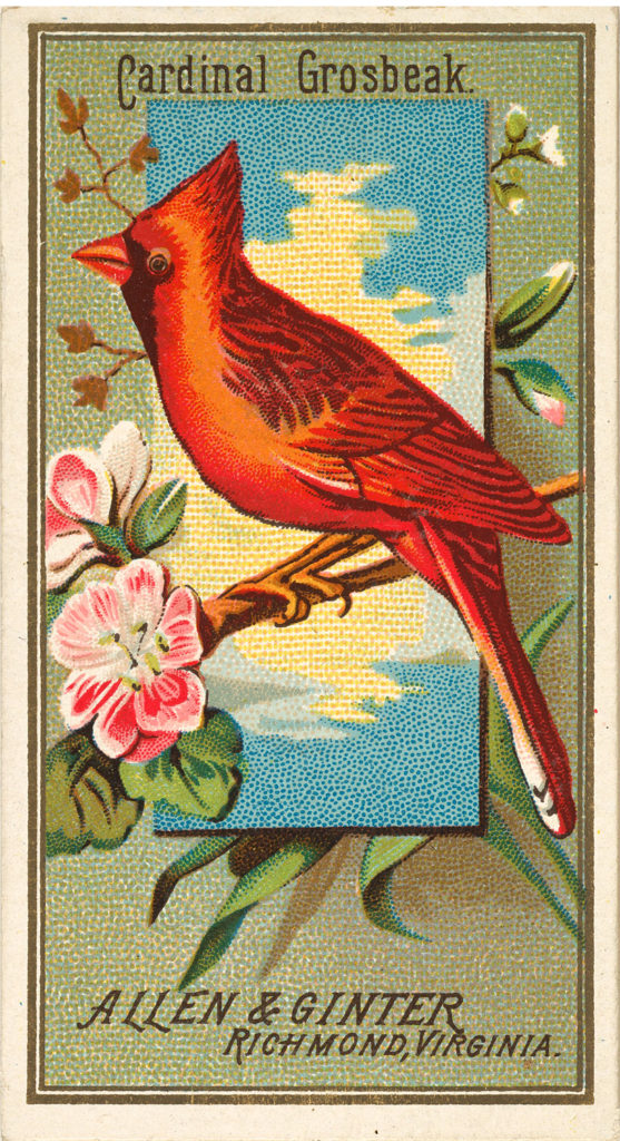 Cardinal Bird Ad Card