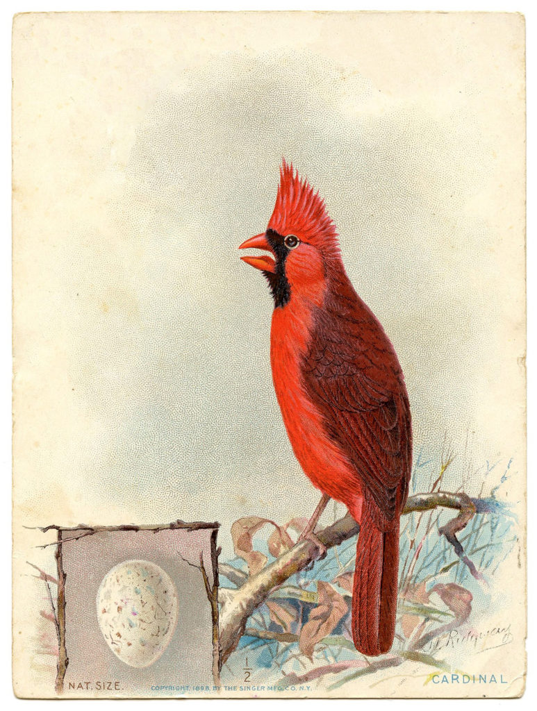 vintage cardinal egg perched image