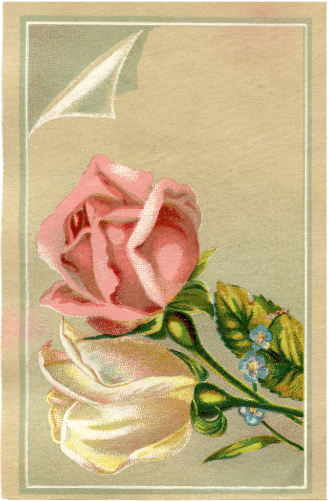 8 Vintage Rosebud Pictures! - The Graphics Fairy