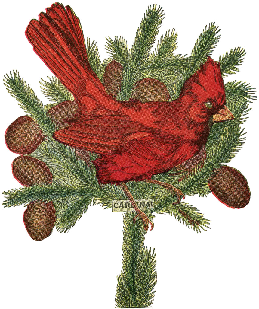 holiday cardinal pine cones illustration