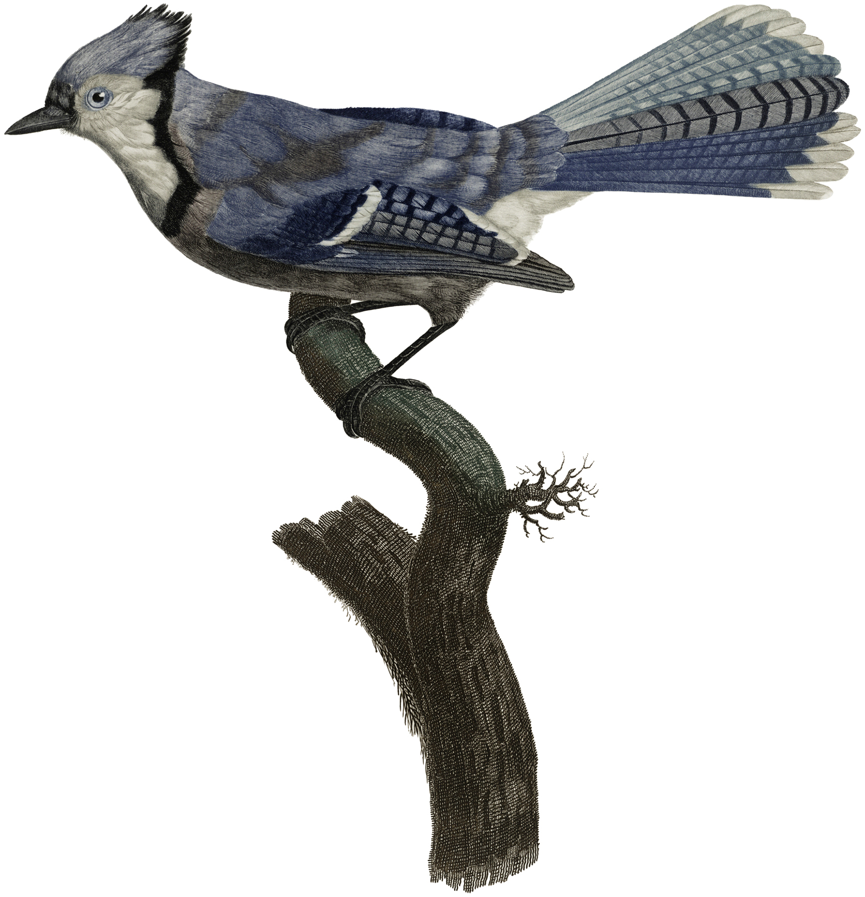 Drawing of the week: Blue Jay Bird – Ella's Place