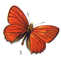 16 Orange Butterfly Images! - The Graphics Fairy