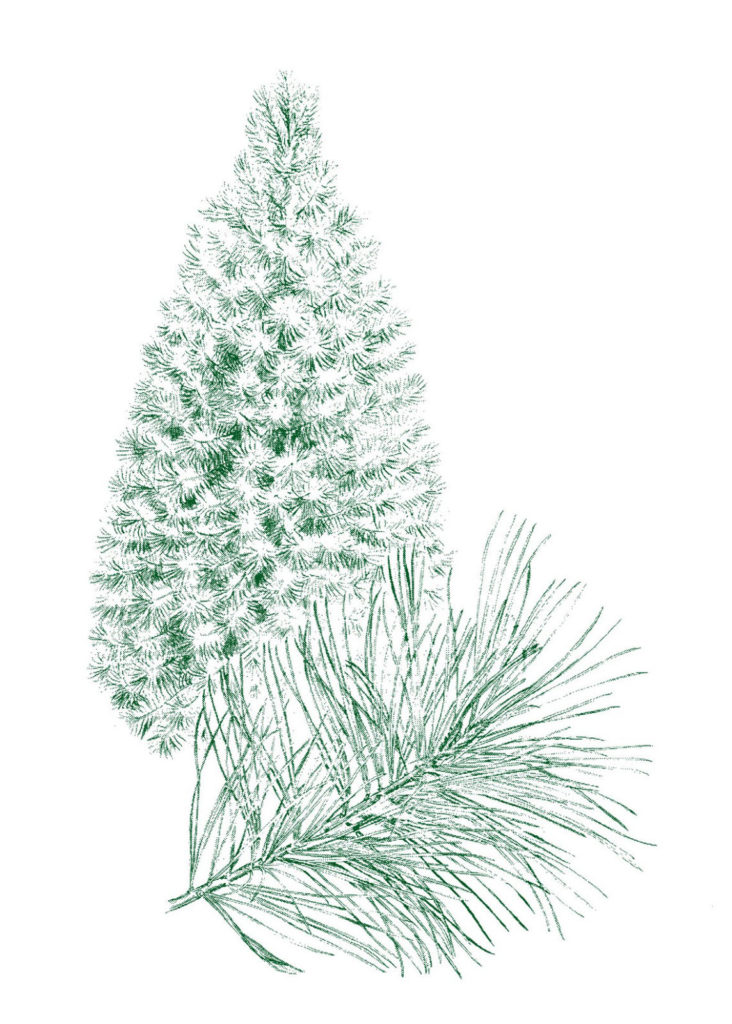 retro pine tree branch clipart