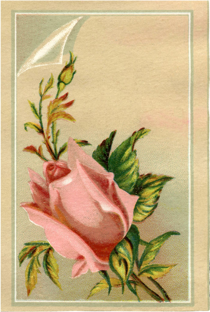 pink rosebud vintage image