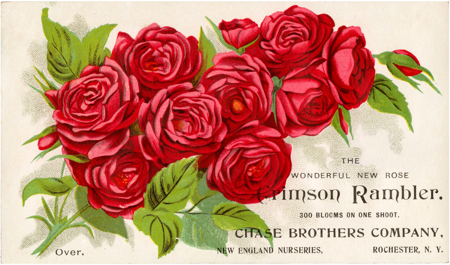 Beautiful red roses in a box - Happy Birthday Card