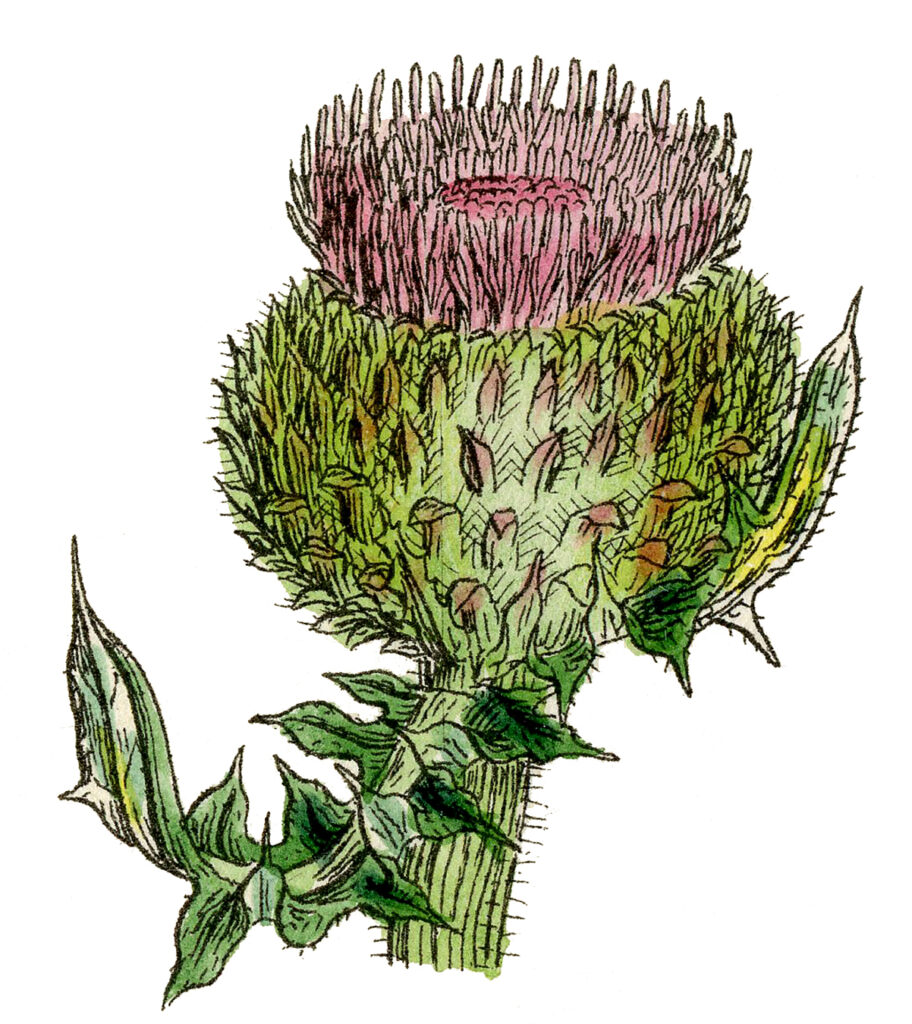 Thistle Wildflower Image