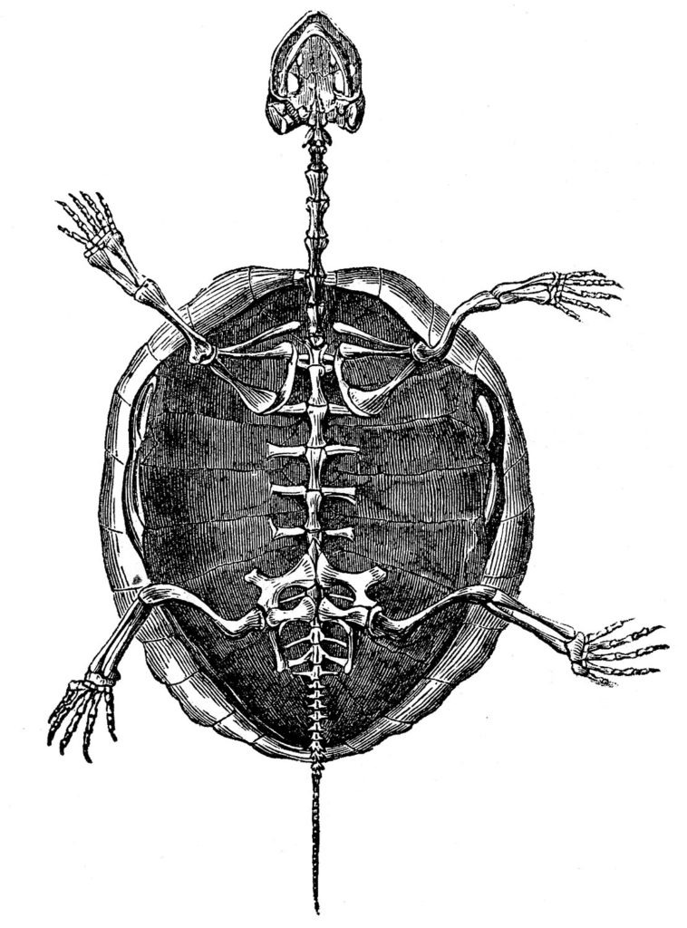 turtle skeleton vintage image