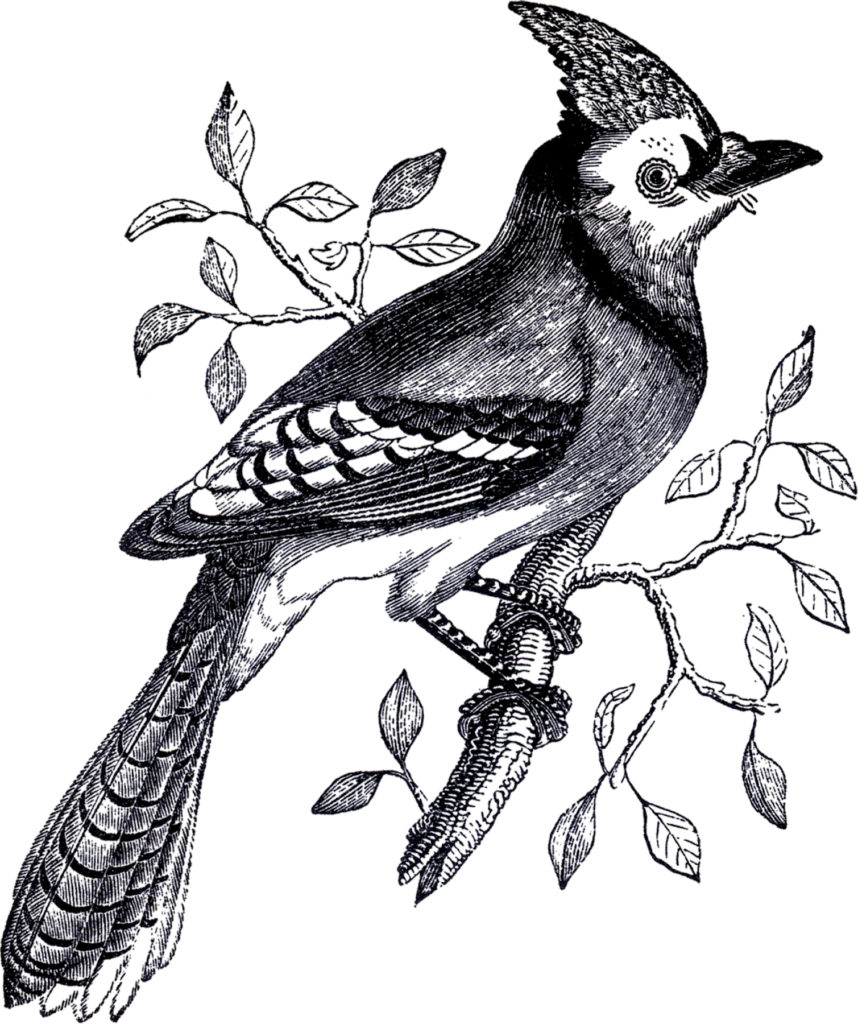 Blue Jay Clipart