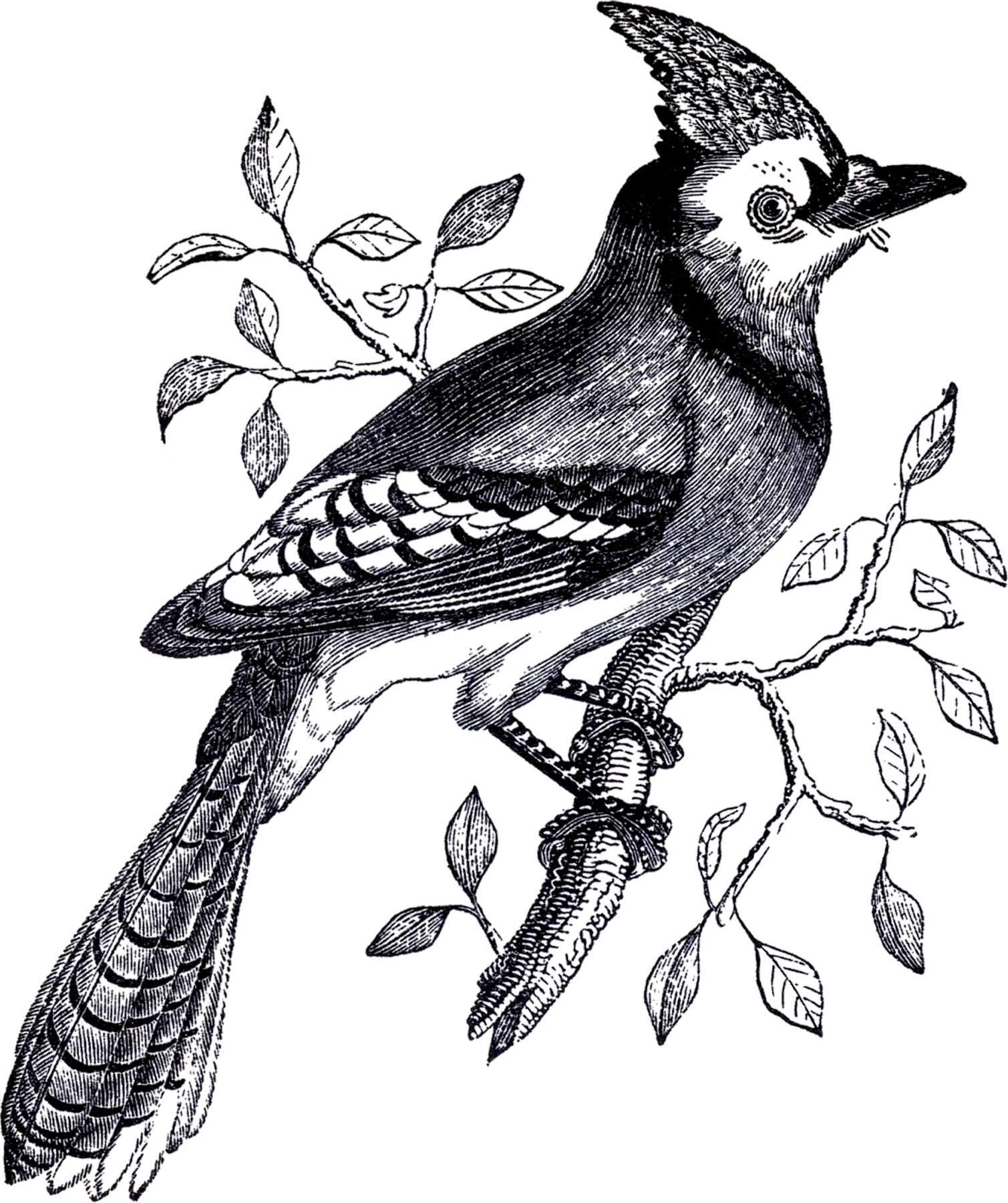 Blue Jay Side View In Black And White Stock Illustration - Download Image  Now - Bird, Blue Jay, 2015 - iStock