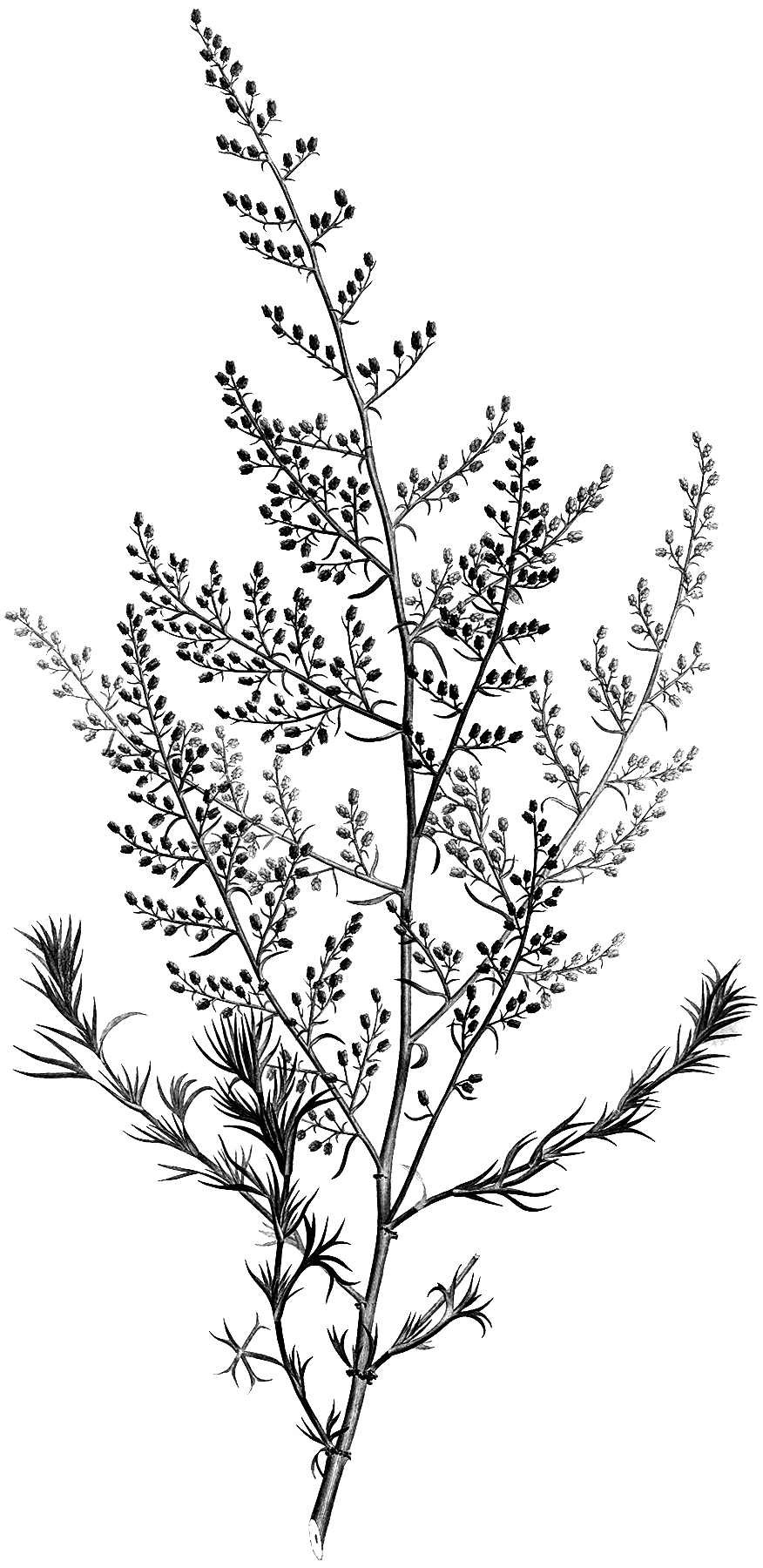 Free Black And White Botanical Printables - Free Printable Templates