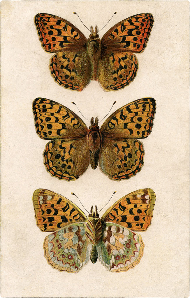 Vintage Orange Butterfly Collection Image