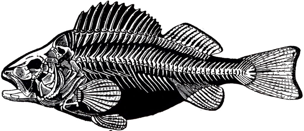 vintage fish skeleton bones image