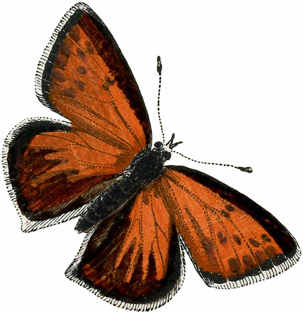 Vintage Orange Butterfly Clipart