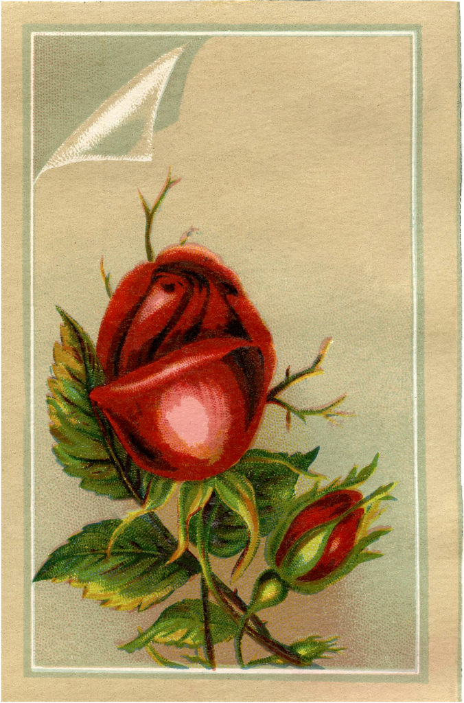 vintage red rose rosebud illustration