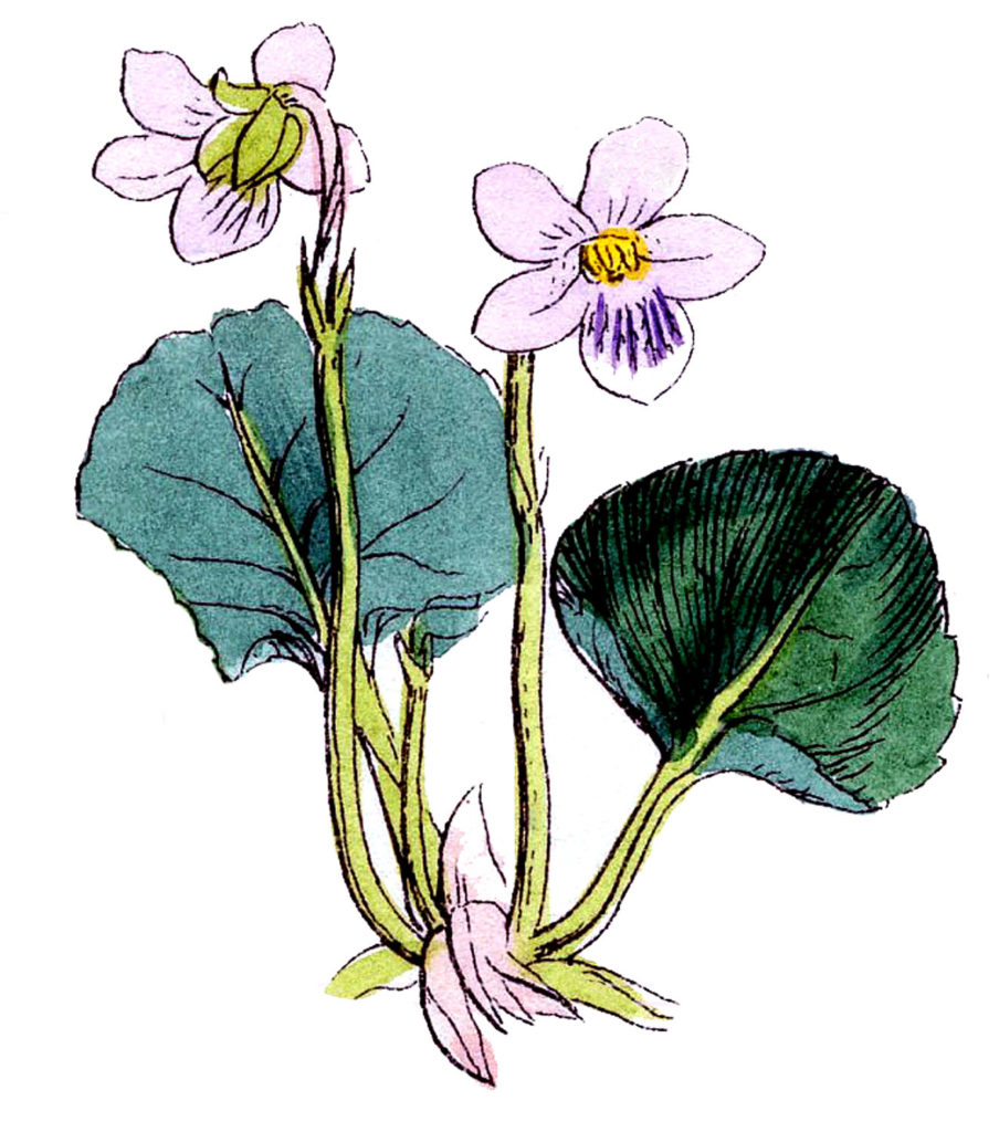 Vintage Violet Botanical Sketch Image