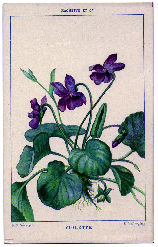 Violets Botanical Drawing Image