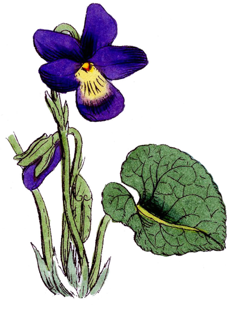 Violets Blue Vintage Clipart