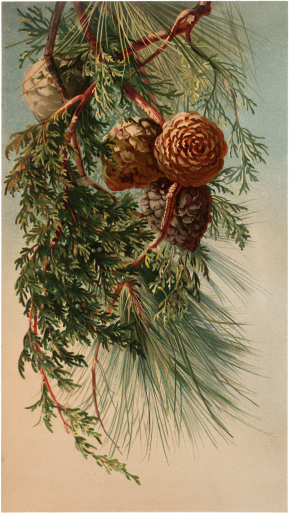 evergreen botanical pine cones image