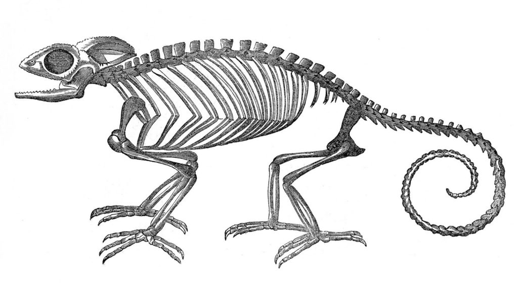 Strange Chameleon Skeleton Clipart for Halloween