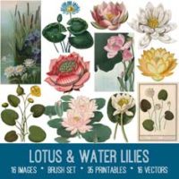 lotus & water lilies bundle