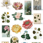 vintage lotus & water lilies digital image bundle