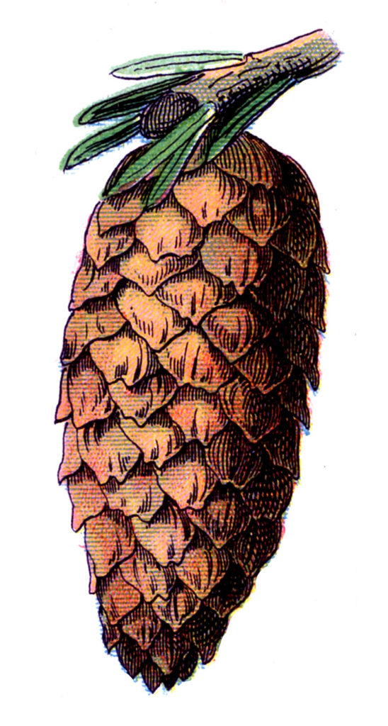 vintage pine cone illustration