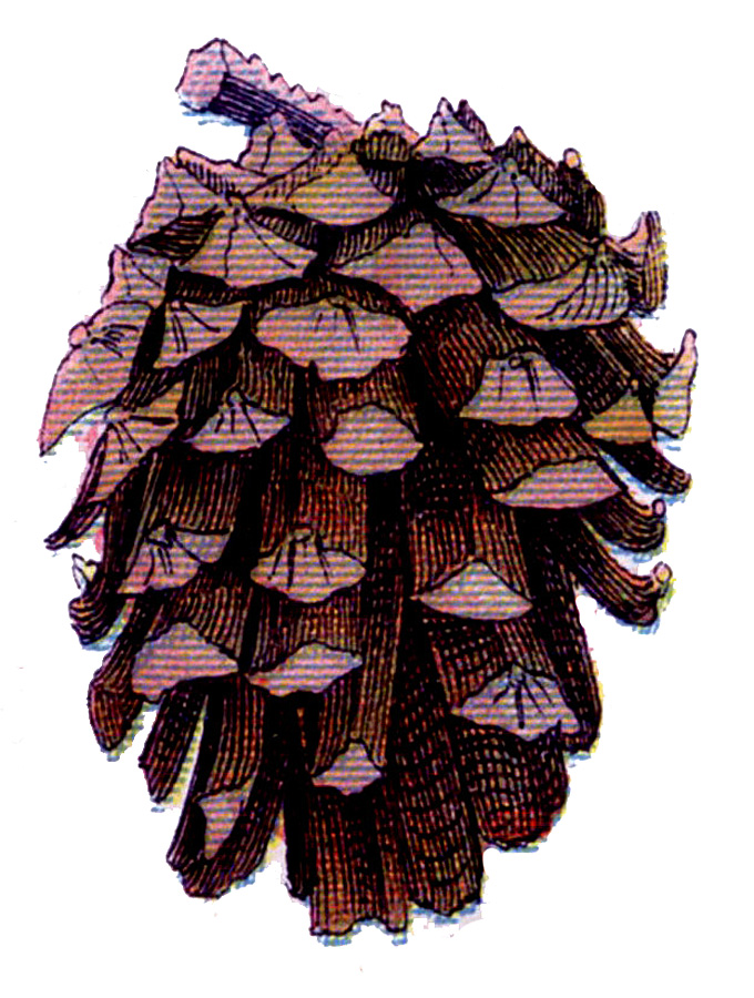 vintage pine cone clip art