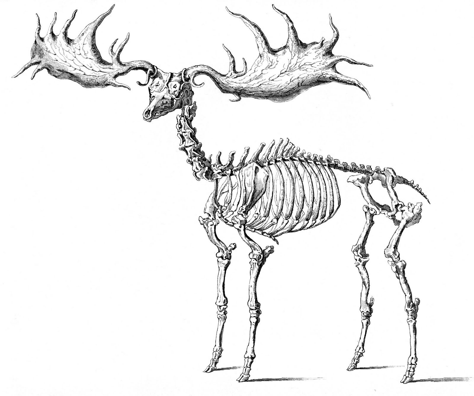 8 Halloween Animal Skeleton Clipart! - The Graphics Fairy