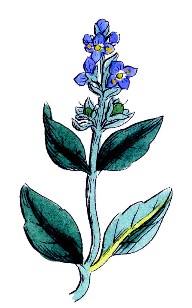 Blue Wildflower Botanical Image