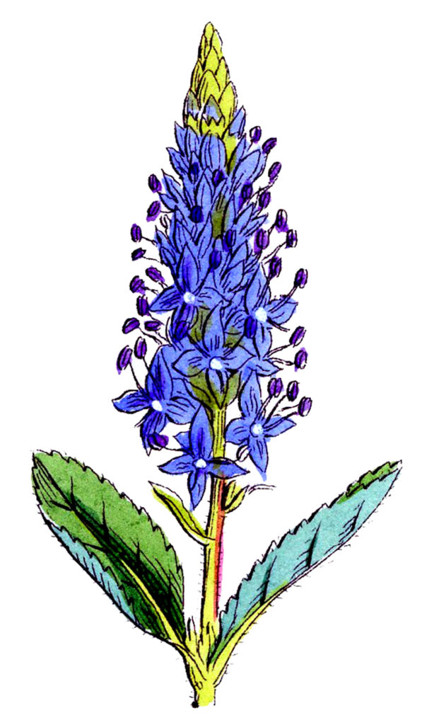 Purple Wildflower Clipart
