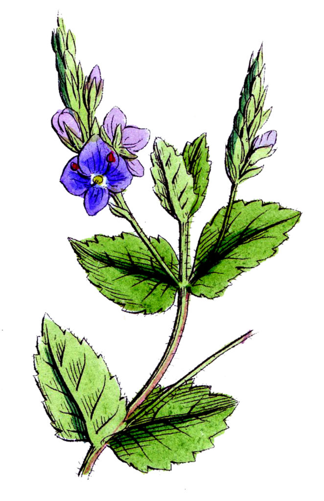 Vintage Blue Purple Wildflower Clipart