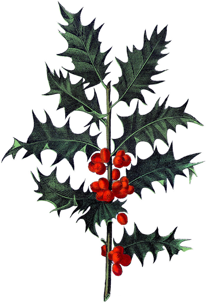 antique botanical holly image